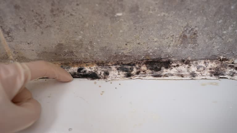  , USA Mold Removal Pros